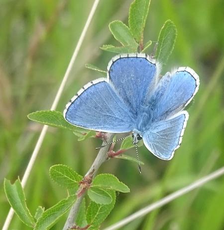 Réf. 183 146 : Polyommatus bellargus